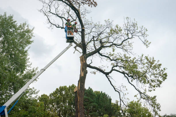 Why Choose Our Tree Removal Services in West Jordan, UT?